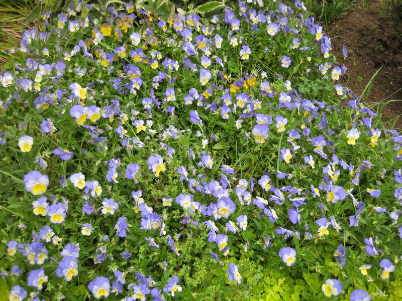 File:IMG 6887 hunt09jun.jpg