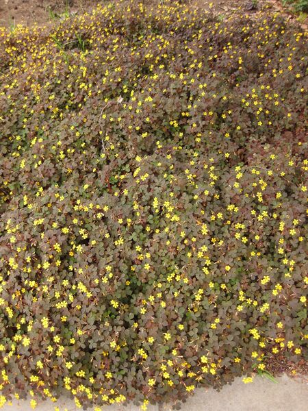 File:IMG 6889 hunt09jun.jpg