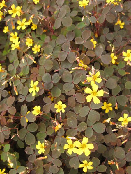 File:IMG 6890 hunt09jun.jpg