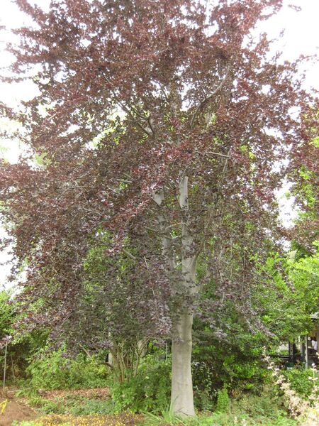 File:IMG 6891 hunt09jun.jpg