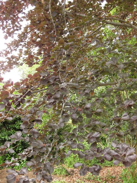 File:IMG 6892 hunt09jun.jpg