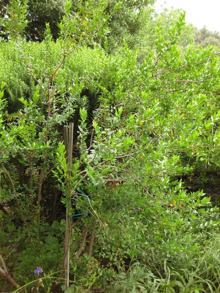 File:IMG 6894 hunt09jun.jpg