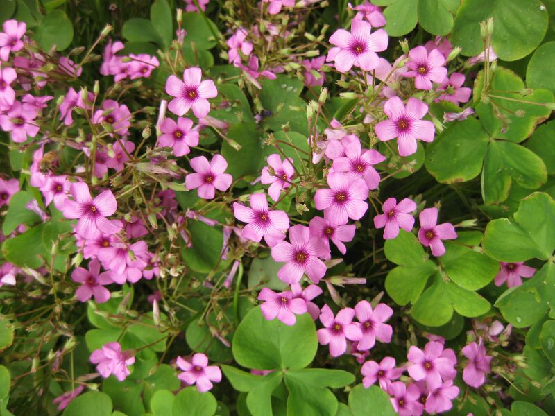 File:IMG 6899 hunt09jun.jpg