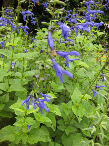 File:IMG 6901 hunt09jun.jpg