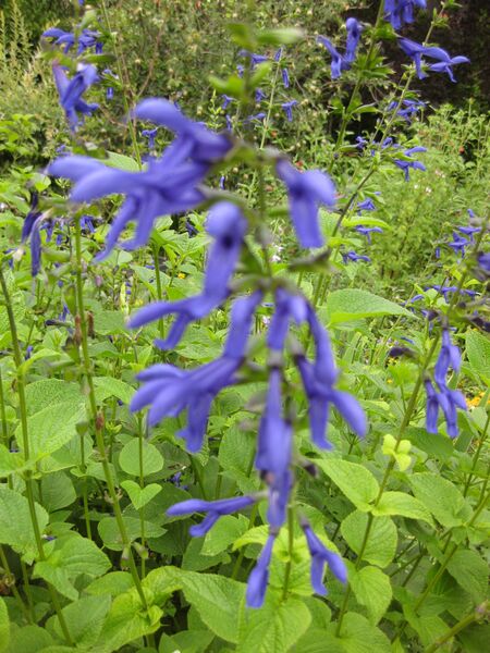 File:IMG 6902 hunt09jun.jpg