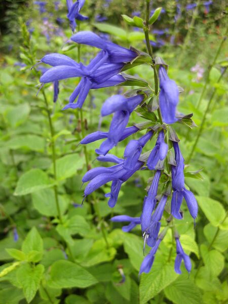 File:IMG 6903 hunt09jun.jpg