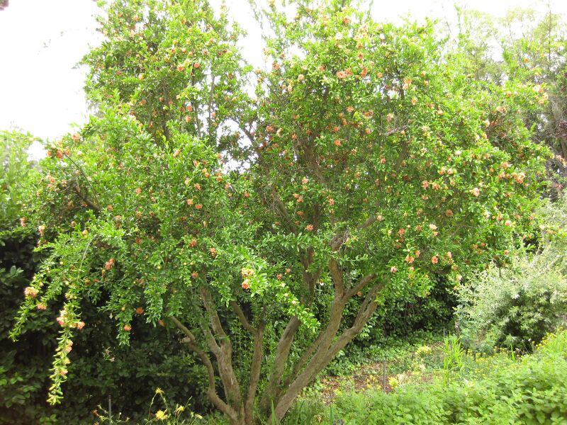 File:IMG 6904 hunt09jun.jpg