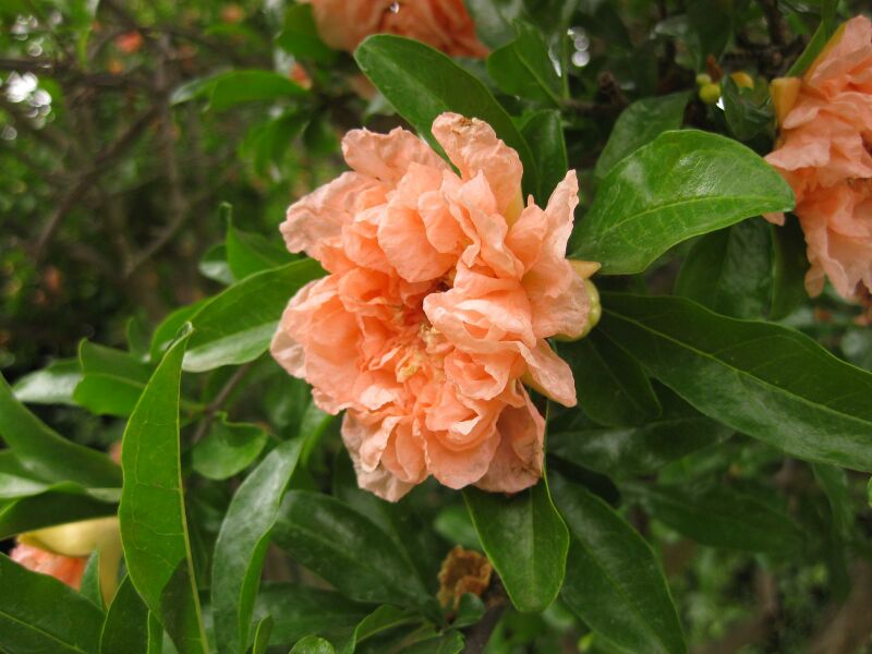 File:IMG 6905 hunt09jun.jpg