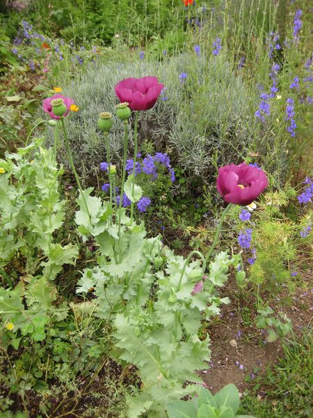 File:IMG 6906 hunt09jun.jpg