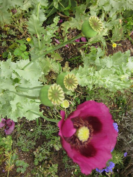 File:IMG 6907 hunt09jun.jpg