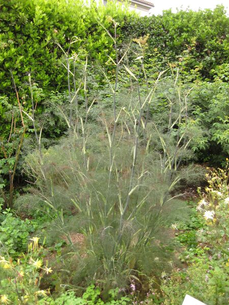 File:IMG 6910 hunt09jun.jpg