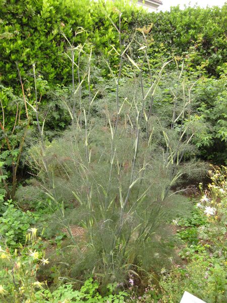 File:IMG 6911 hunt09jun.jpg