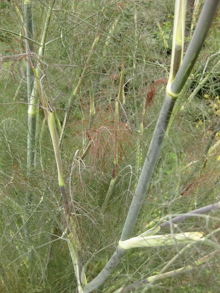 File:IMG 6912 hunt09jun.jpg