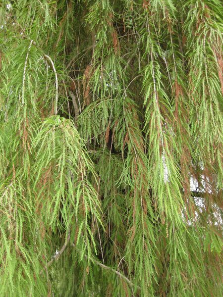 File:IMG 6915 hunt09jun.jpg