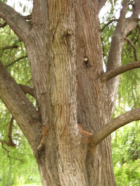 File:IMG 6916 hunt09jun.jpg