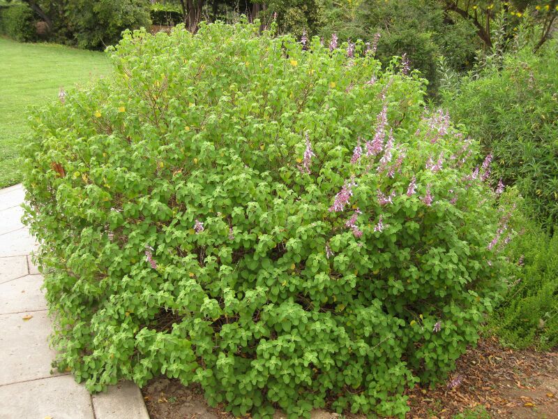 File:IMG 6917 hunt09jun.jpg