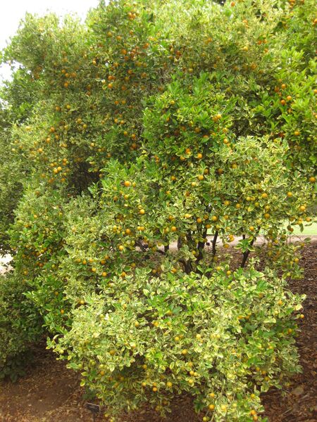 File:IMG 6919 hunt09jun.jpg