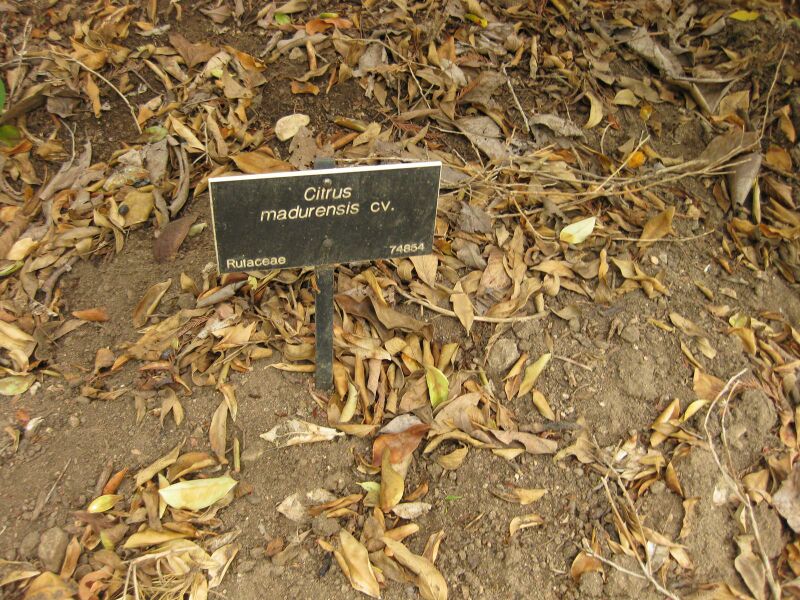 File:IMG 6920 hunt09jun.jpg