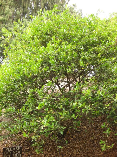 File:IMG 6921 hunt09jun.jpg