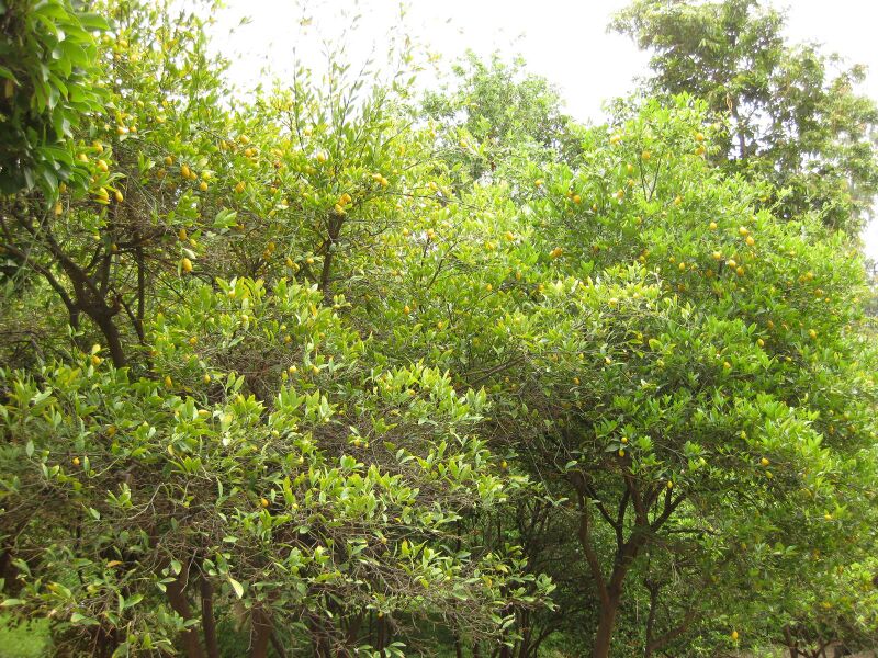 File:IMG 6923 hunt09jun.jpg