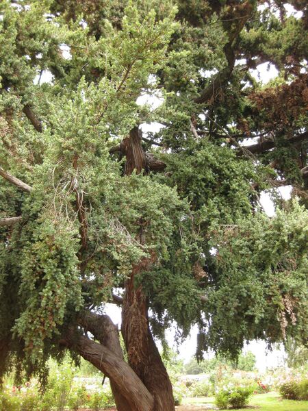 File:IMG 6925 hunt09jun.jpg