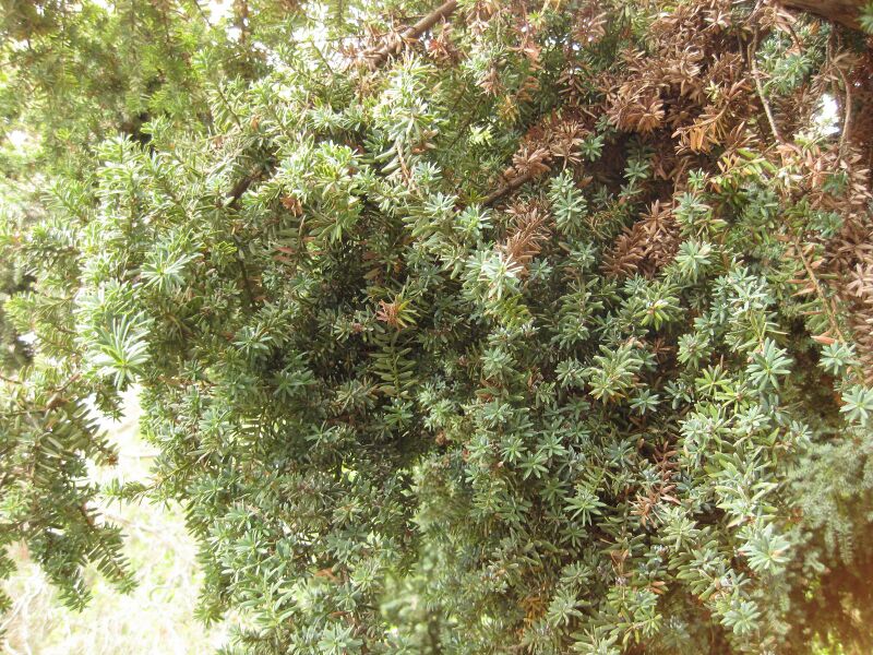 File:IMG 6926 hunt09jun.jpg