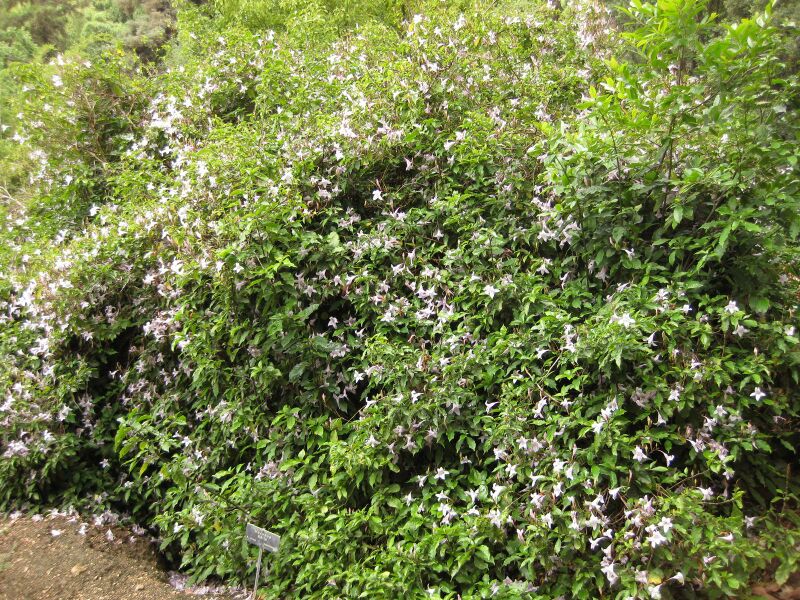 File:IMG 6928 hunt09jun.jpg