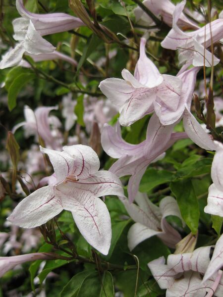 File:IMG 6929 hunt09jun.jpg