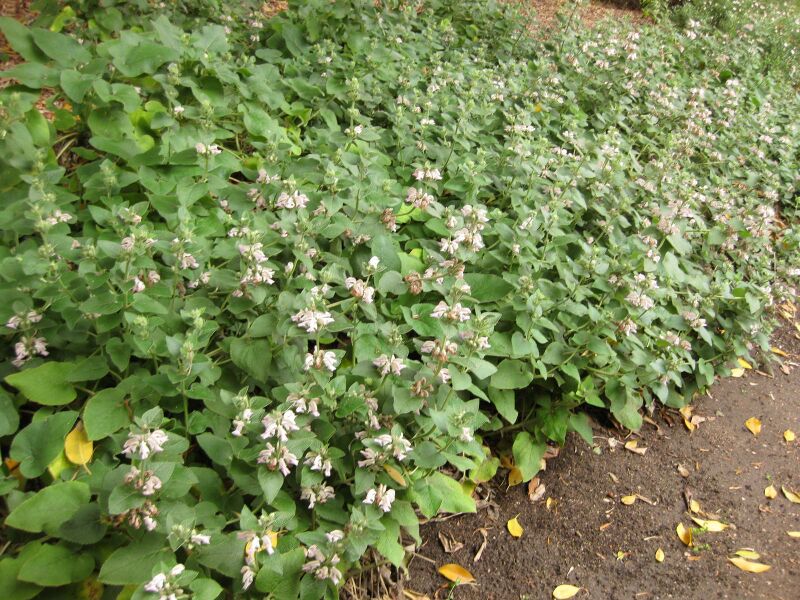 File:IMG 6931 hunt09jun.jpg