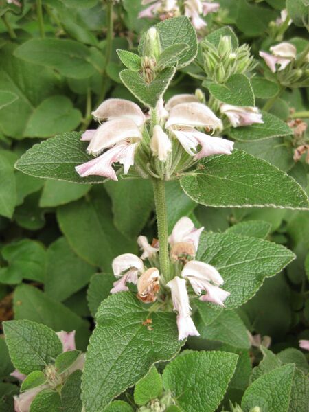 File:IMG 6932 hunt09jun.jpg