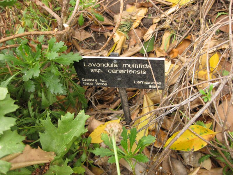 File:IMG 6936 hunt09jun.jpg