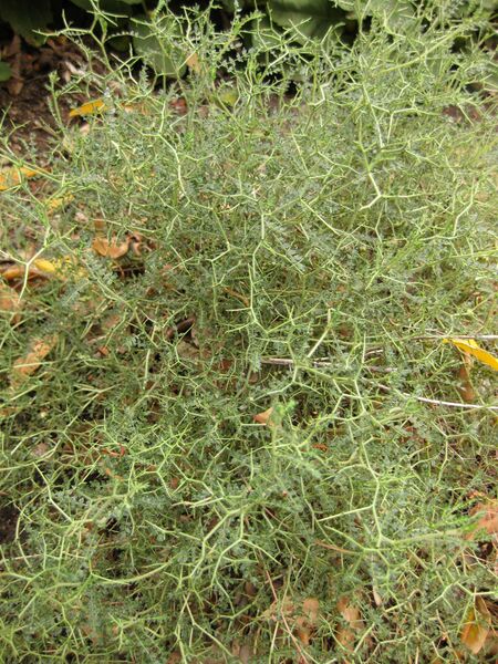 File:IMG 6938 hunt09jun.jpg