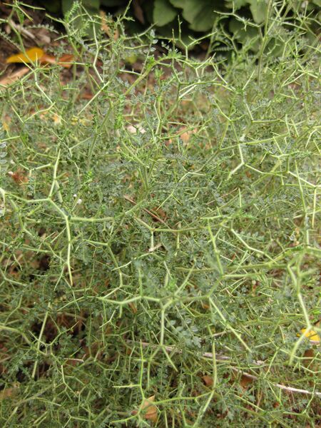 File:IMG 6939 hunt09jun.jpg