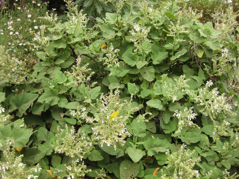 File:IMG 6941 hunt09jun.jpg