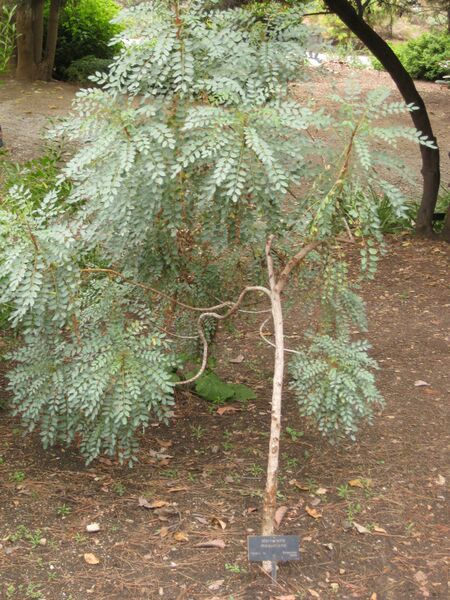 File:IMG 6944 hunt09jun.jpg