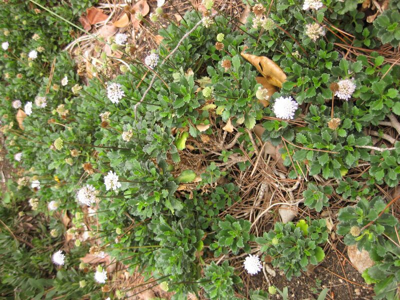 File:IMG 6945 hunt09jun.jpg