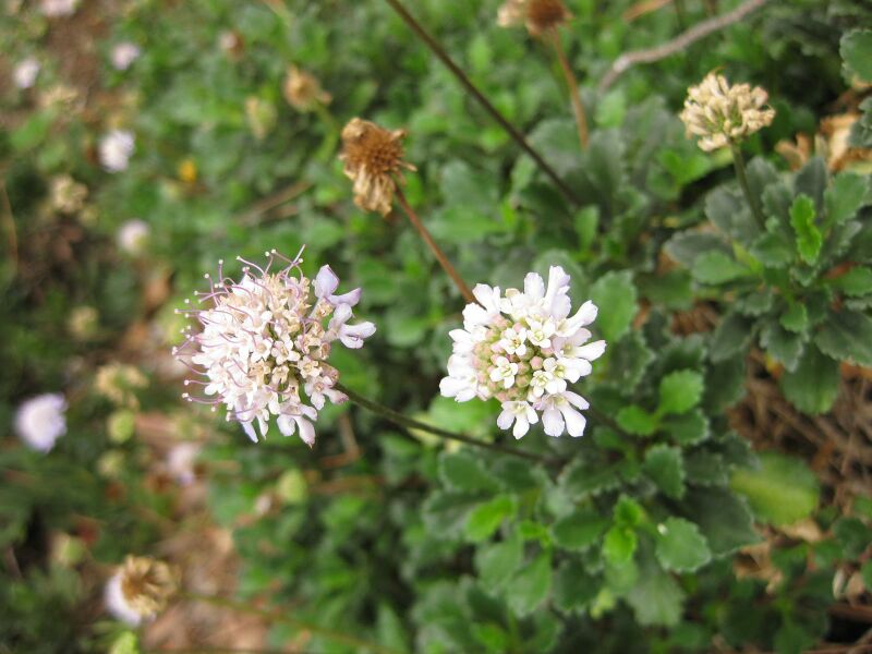 File:IMG 6946 hunt09jun.jpg