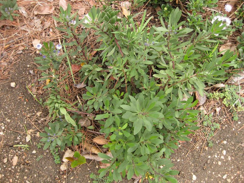 File:IMG 6948 hunt09jun.jpg