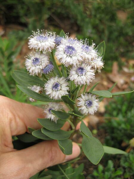 File:IMG 6949 hunt09jun.jpg