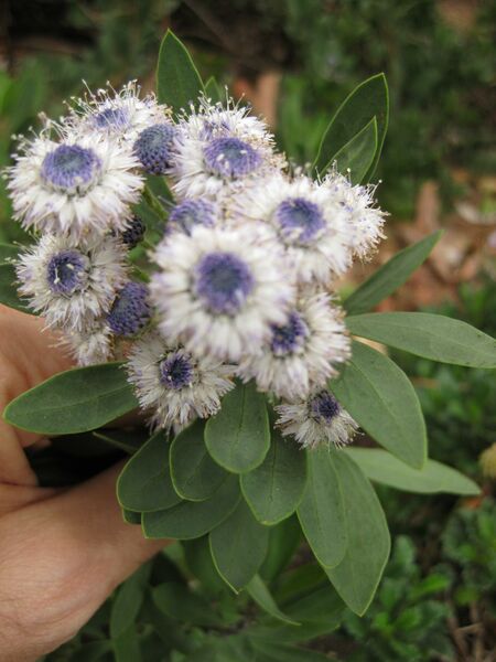 File:IMG 6950 hunt09jun.jpg