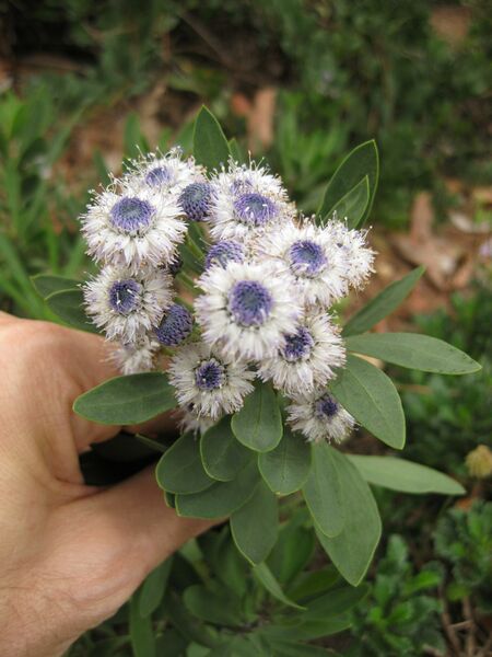 File:IMG 6951 hunt09jun.jpg