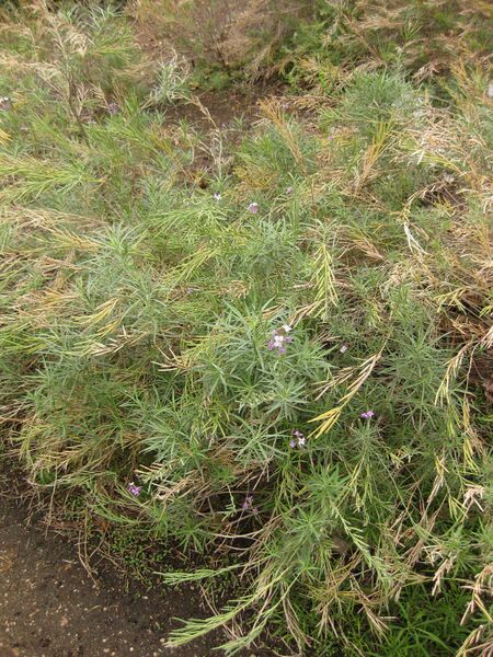 File:IMG 6955 hunt09jun.jpg