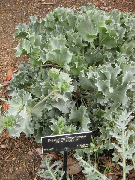 File:IMG 6956 hunt09jun.jpg