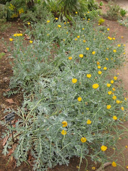 File:IMG 6957 hunt09jun.jpg