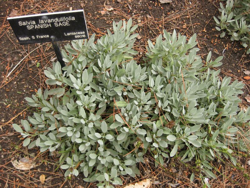 File:IMG 6959 hunt09jun.jpg