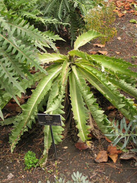 File:IMG 6960 hunt09jun.jpg