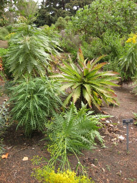 File:IMG 6961 hunt09jun.jpg