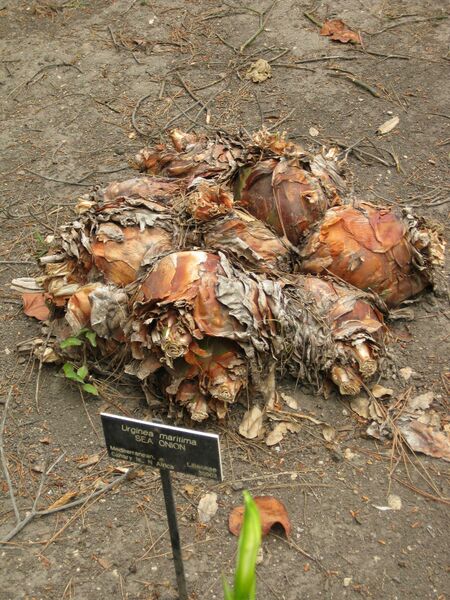 File:IMG 6964 hunt09jun.jpg