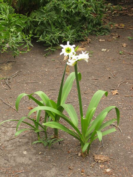 File:IMG 6966 hunt09jun.jpg