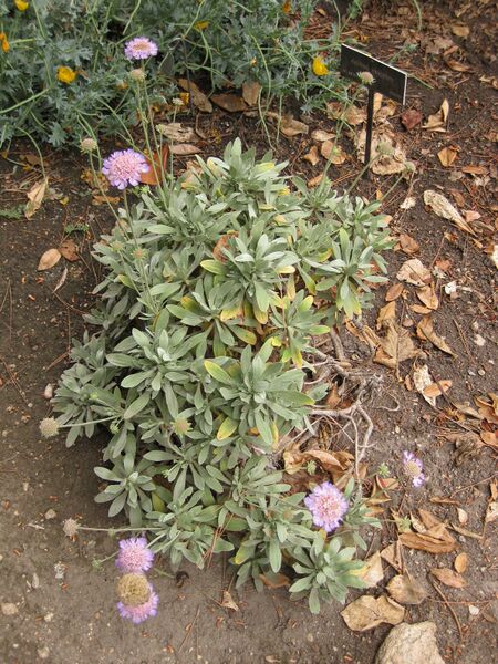 File:IMG 6967 hunt09jun.jpg